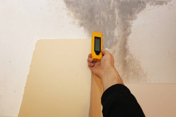 Best Airborne Mold Testing  in Easley, SC