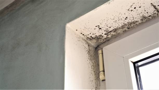 Best Comprehensive Air Testing for Mold Contaminants  in Easley, SC