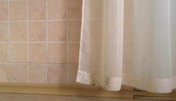 Best Emergency Mold Remediation  in Easley, SC