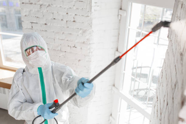 Best Mold Remediation for Healthcare Facilities  in Easley, SC