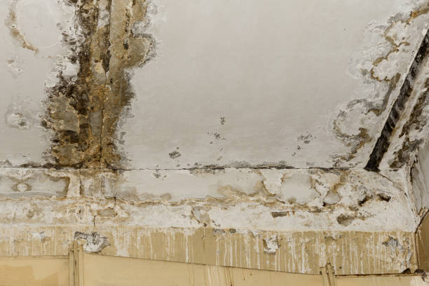 Best Mold Damage Restoration  in Easley, SC
