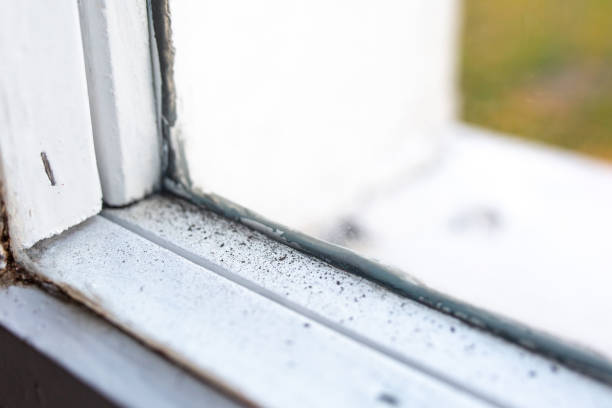 Best Asbestos and Lead Testing During Mold Inspection  in Easley, SC