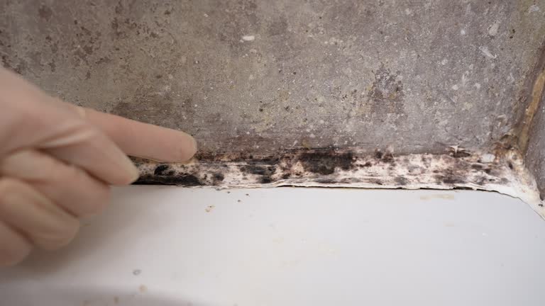 Best Post-Construction Mold Inspection  in Easley, SC