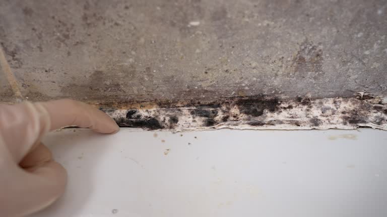 Professional Mold Removal in Easley, SC